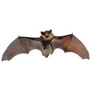 Bat Control Shop by Animal