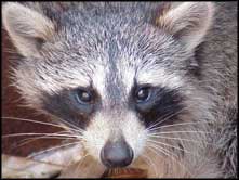 Species Specific (Raccoon)