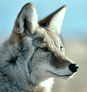 Coyote, Dog