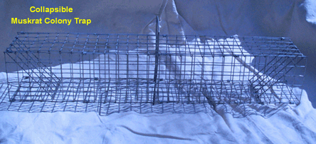 Muskrat Colony Trap - Collapsible