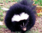 Skunk, Rabbit
