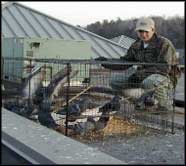 New Haven Pigeon Trap (Large)