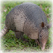 Armadillo or Feral Cat