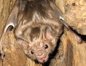 Bat