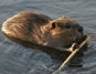 Beaver
