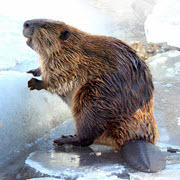 Beaver & Otter Shop by Animal