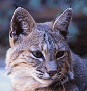 Bobcat
