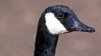 Canada goose