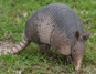 Armadillo, Feral Cat
