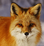 Fox, Sm. Canine