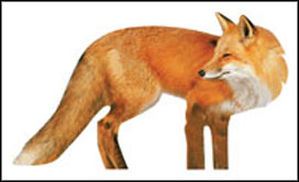 Fox+Decoys