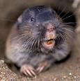 Gopher Control