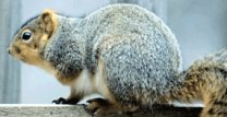 Grey squirrel
