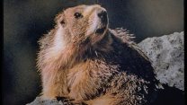Groundhog