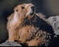 Raccoon, Woodchuck