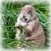 Raccoon or Woodchuck