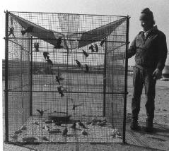 Sparrow & Starling Trap