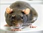 Rodents