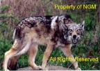 Natural Predator TM (Coyote)