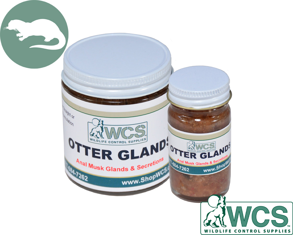 Otter Glands - Ground, Aged and Preserved