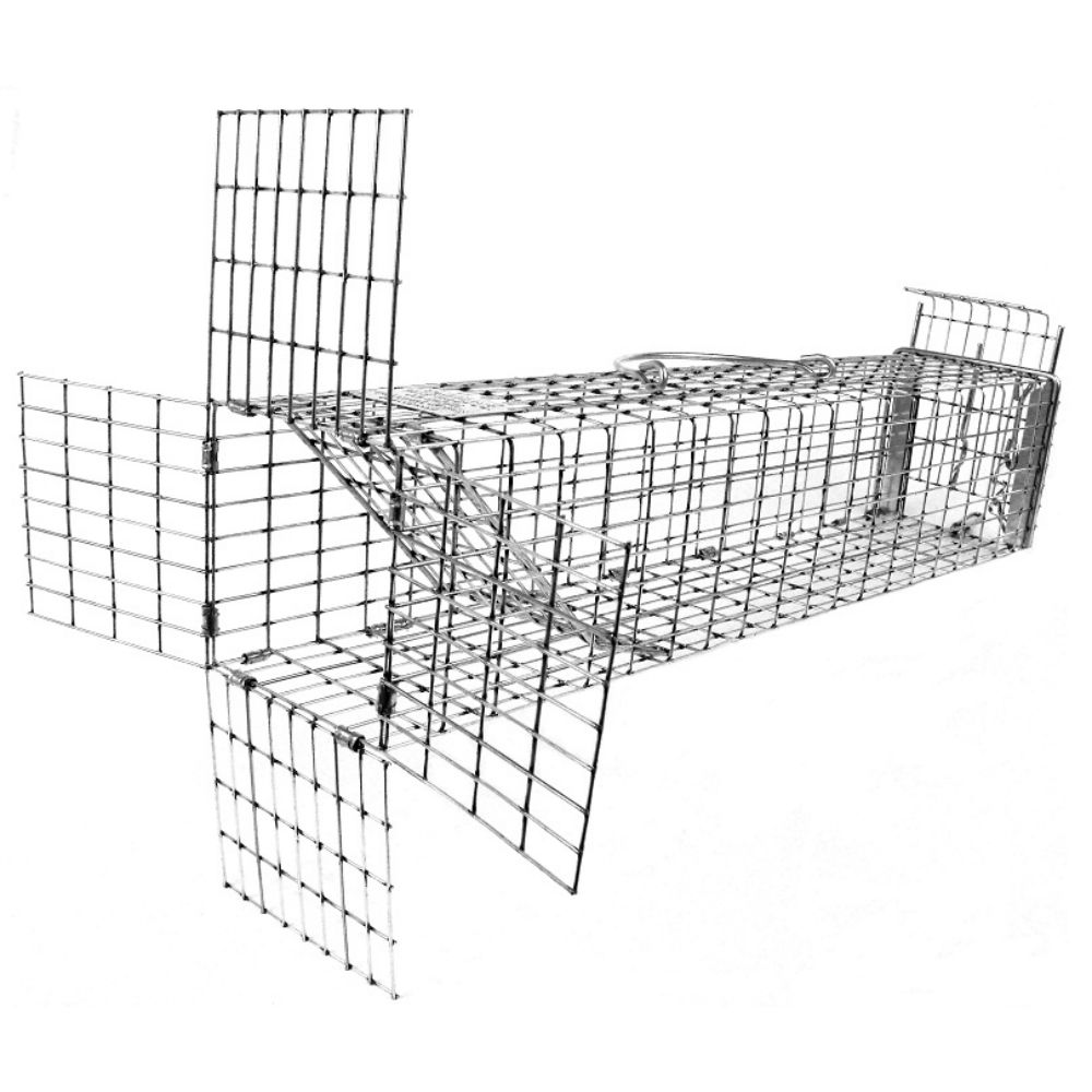 A Pair of Flying Squirrels taken in a 5x5x24 Comstock Live Squirrel Cage  Trap - Comstock Custom Cages