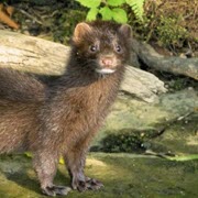 Muskrat, Mink, Weasel Shop by Animal