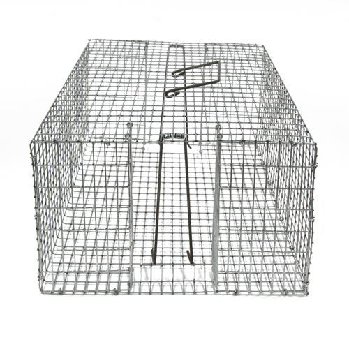 Pigeon Trap
