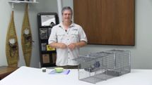 Woodchuck Cage Trapping Video