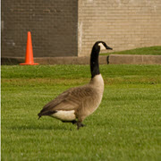 Canada Geese Shop by Animal