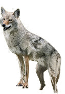Coyote Decoys by Renzo's  - 2 pk.