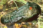 Gator Guard - Floating Alligator Head
