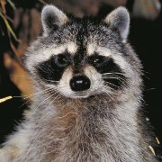 Raccoon Shop by Animal