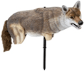Coyote decoy with anchoring stake
