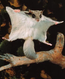 Flughörnchen Flying Squirrel 2580 